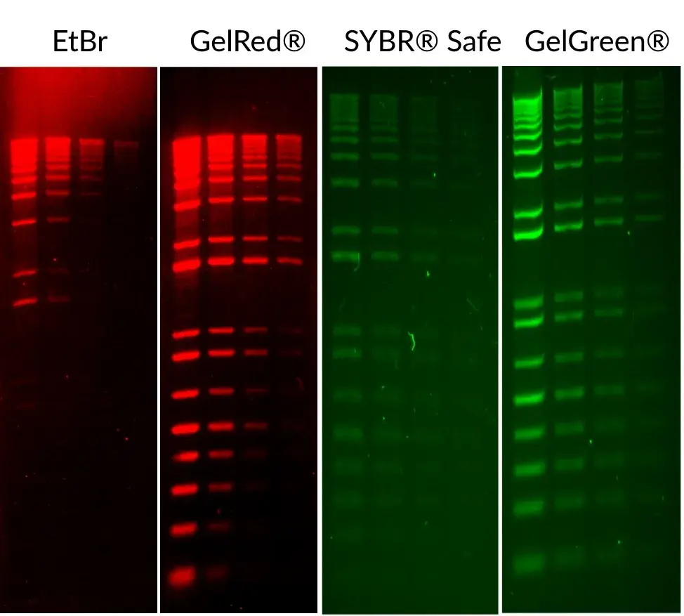  GelRed Nucleic Acid Stain 10,000X in water - 0.5 ml
