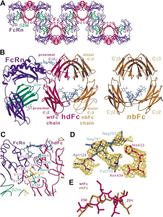 Biotinylated Cynomolgus / Rhesus macaque FcRn / FCGRT&B2M Heterodimer Protein, His,Avitag™ (MALS & SPR verified) - 200 µg